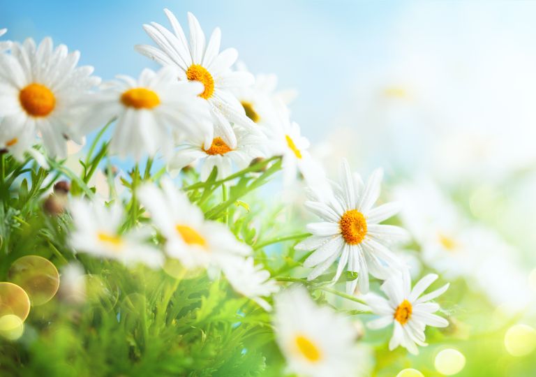 Flores Flores