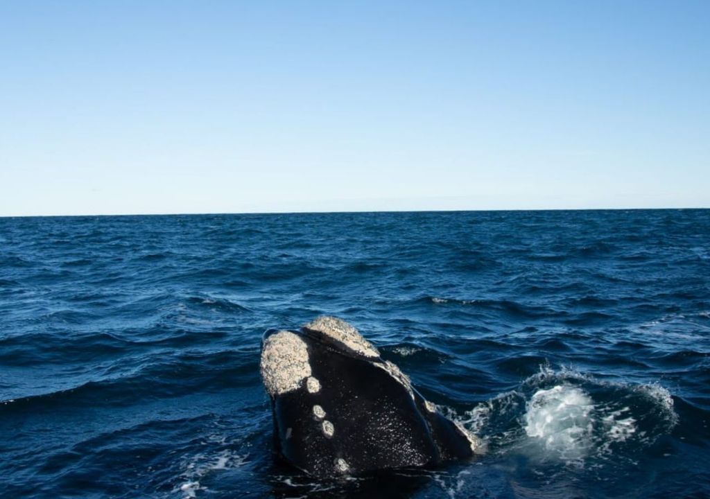 avistaje de ballenas Puerto Madryn Chubut