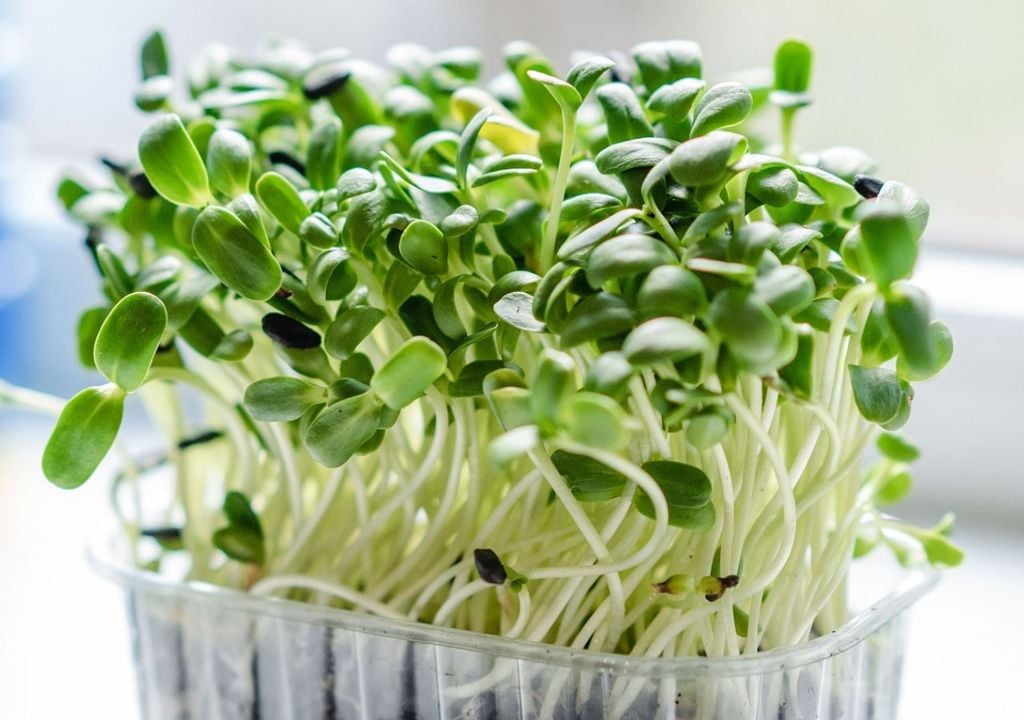 Microgreens