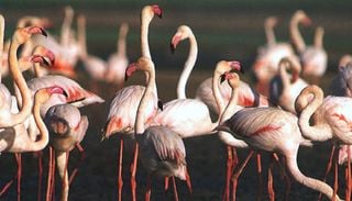 &iexcl;Yucat&aacute;n se viste de rosa! Conoce todo sobre el arribo masivo de flamingos que transforma el paisaje del Sisal