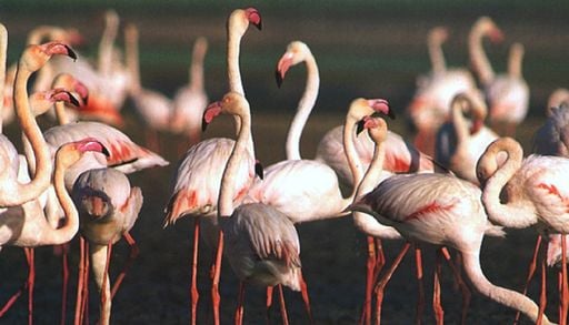 &iexcl;Yucat&aacute;n se viste de rosa! Conoce todo sobre el arribo masivo de flamingos que transforma el paisaje del Sisal