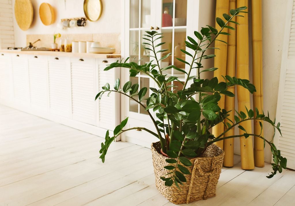 Zamioculcas, plantas, prosperidade