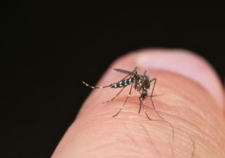 Dengue, Italia a rischio: maxi focolaio a Fano. Quali condizioni meteo favoriscono la diffusione della zanzara tigre?