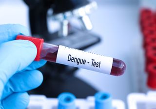 Zanzare e Dengue, primi causi autoctoni in Italia nel 2024. Aumentano anche i contagi di West Nile. Come difendersi?