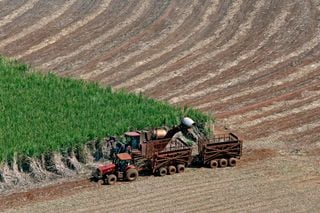 ZARC da cana: MAPA atualiza as janelas de plantio; veja como evitar perda de cobertura