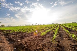 ZARC virou regra no cr&eacute;dito rural: plantar fora da janela pode custar o financiamento