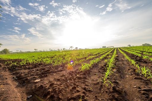 ZARC virou regra no cr&eacute;dito rural: plantar fora da janela pode custar o financiamento
