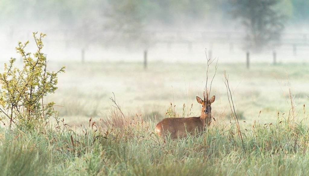 In den ersten Wochen nach der Zeitumstellung ist das Risiko für Wildunfälle besonders hoch. Bild: didier aires/Pixabay