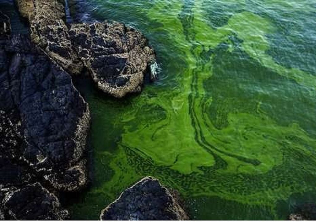 Zonas Muertas De La Tierra ¿qué Son Y Dónde Se Encuentran 0026