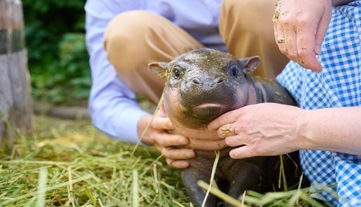 Endlich verraten! So hei&szlig;t das s&uuml;&szlig;e Hippo-Baby aus dem Zoo Berlin &ndash; der Name &uuml;berrascht
