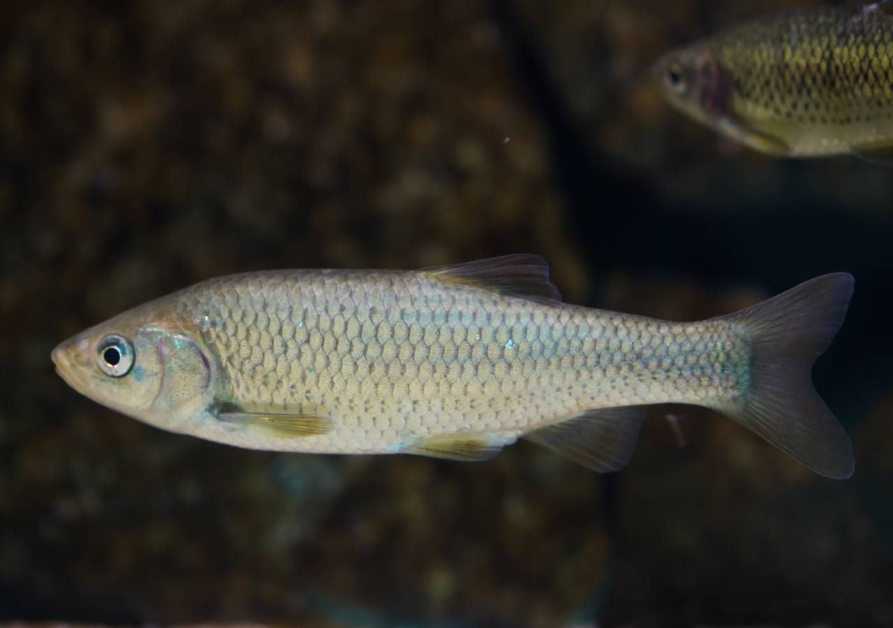 O Escalo do Sado (Squalius caetobrigus), um peixe endémico de tons cinzento e dourado, foi recentemente descrito. A sua população é muito reduzida e restrita à bacia hidrográfica do rio Sado.
