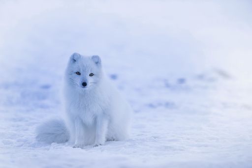 El zorro &aacute;rtico es una de las especies amenazadas de extinci&oacute;n como consecuencia del cambio clim&aacute;tico