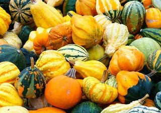 Zucche ornamentali: forme, colori e idee per decorare la casa