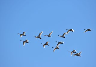 Woher wissen Zugvögel wann es Zeit ist wegzufliegen? 