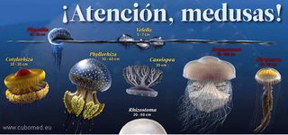 ¡Atención: medusas!
