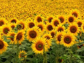¿Cómo y por qué se mueven los girasoles?