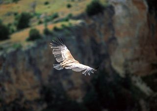 ¿Pueden realmente los animales presentir la ocurrencia de ciertos fenómenos naturales?