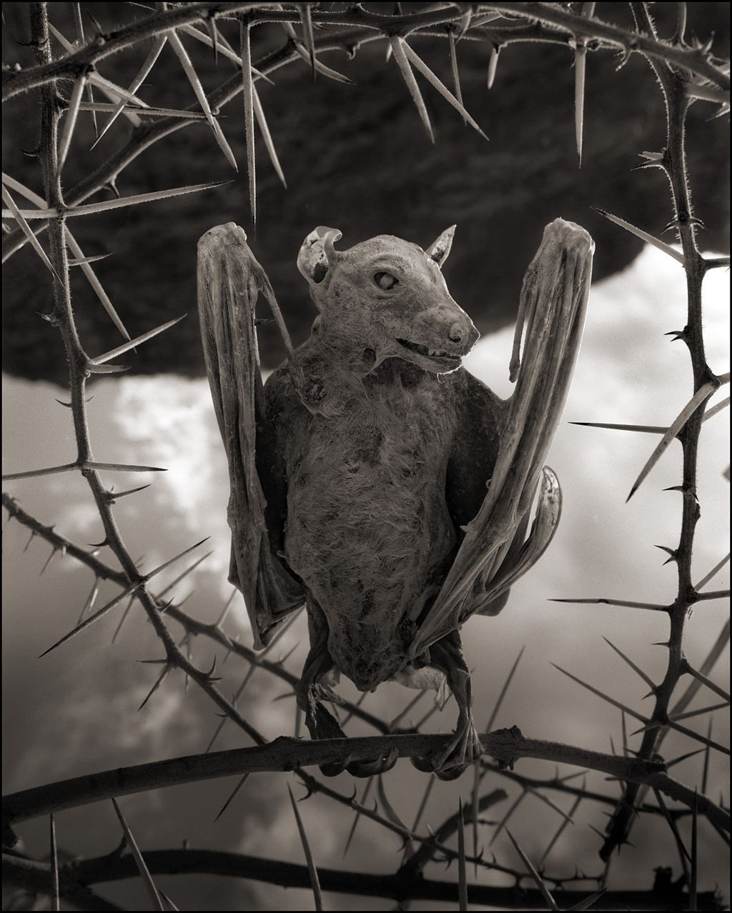 El fotógrafo Nick Brandt populariza uno de los lugares más inhóspitos de la Tierra.Las fotografías de Nick Brandt han popularizado uno de los lagos más inhóspitos de la Tierra. El Natron, ubicado en Tanzania, tiene una característica especial: la toxicidad de sus aguas hace que los animales que entran en contacto con ellas mueran y se fosilicen en forma de estatua de sal. Por Enrique Leite. Animales calcificados en el. Lago Natrón 2012).  Fotos de Nick BrandtEl lago Natron es uno de los ecosistemas más extremos del Planeta. Las condiciones de vida son realmente complicadas por la alta salinidad de sus aguas, su temperatura -cercana a los 60 grados Celsius- y la alcalinidad de su pH (entre 9 y 10,5 cuando las condiciones de vida a las que estamos acostumbrados no supera los 6).