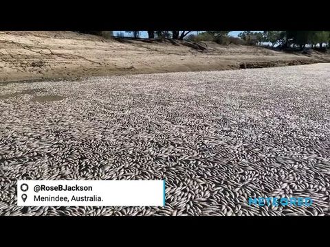 Aparecen millones de peces muertos en el río Darling, en Australia.