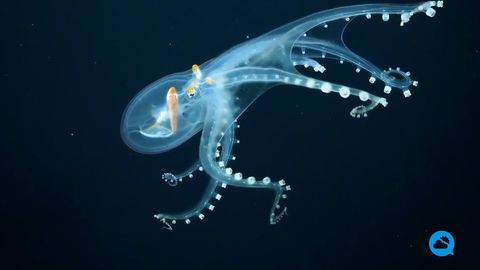 Increíbles imágenes de un pulpo de cristal en las islas Fénix (Kiribati)