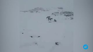 Fortes chutes de neige dans le nord de l'Iran