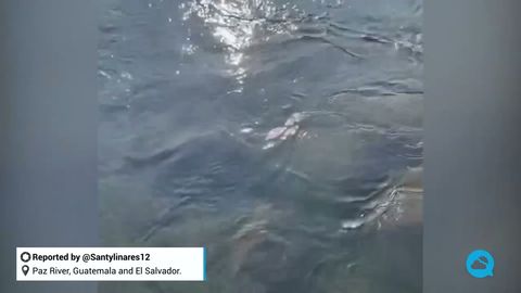 Aparecen varios posibles ausoles en el río Paz