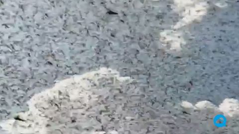Peste dévastatrice de criquets au Kenya
