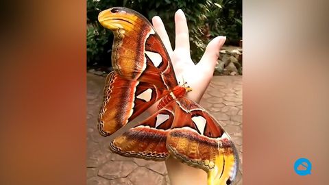 Attacus atlas, la increíble mariposa que se disfraza de serpiente