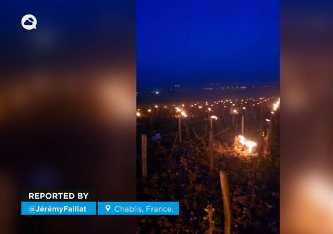 Las viñas de #hablis (Francia) se iluminan por la noche para combatir las heladas