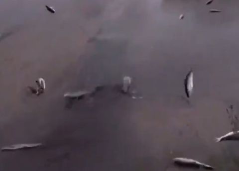 Sorprendente lluvia de peces en Yasuj, Irán.