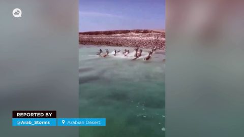 Aparecen ríos y lagos temporales en pleno desierto de Arabia