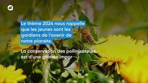 Nous célébrons aujourd'hui la Journée mondiale de l'abeille