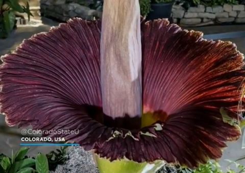Una rara flor cadáver florece ocho años después en Colorado, USA