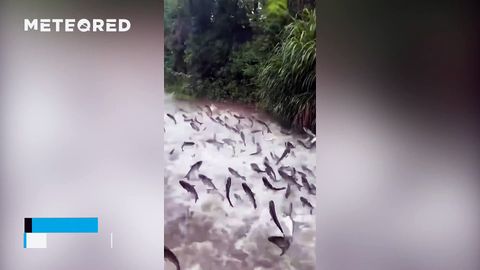 El desembalse de agua tras las fuertes lluvias libera una gran cantidad de peces en Zhejiang, China