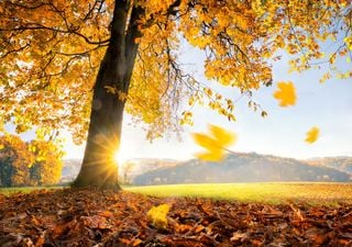 Sonne und Wärme kommen zurück, der Altweibersommer setzt sich ab morgen bei uns fest.