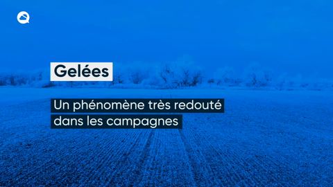 Gelées: Un phénomène très redouté dans les campagnes