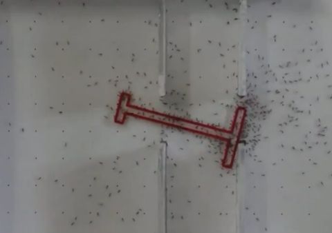 La cooperación grupal es más eficaz con las hormigas que con los humanos, según el Instituto Weizmann