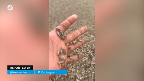 Aparecen miles de pulgas de mar en las playas de Cachagua (Valparaíso), Chile