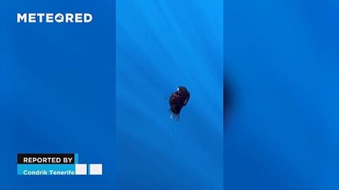 Se avista por primera vez el pez diablo negro en la superficie en Tenerife, España