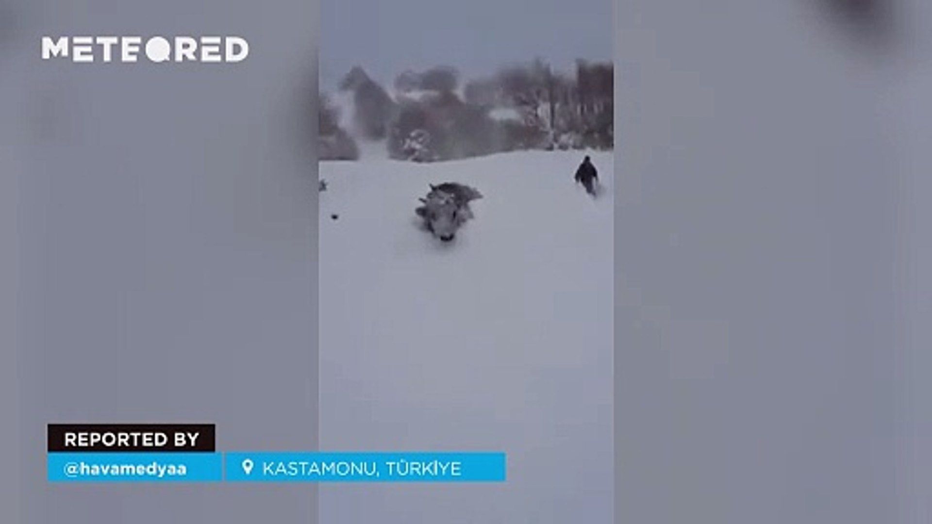 ¡Atrapados! La nieve sepulta pueblos completos en Turquía, es imposible salir de casa. Noticias en tiempo real