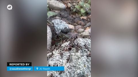 ¡Un ejército de langostas! La plaga avanza imparable por las montañas de Al Reeth, Arabia Saudí
