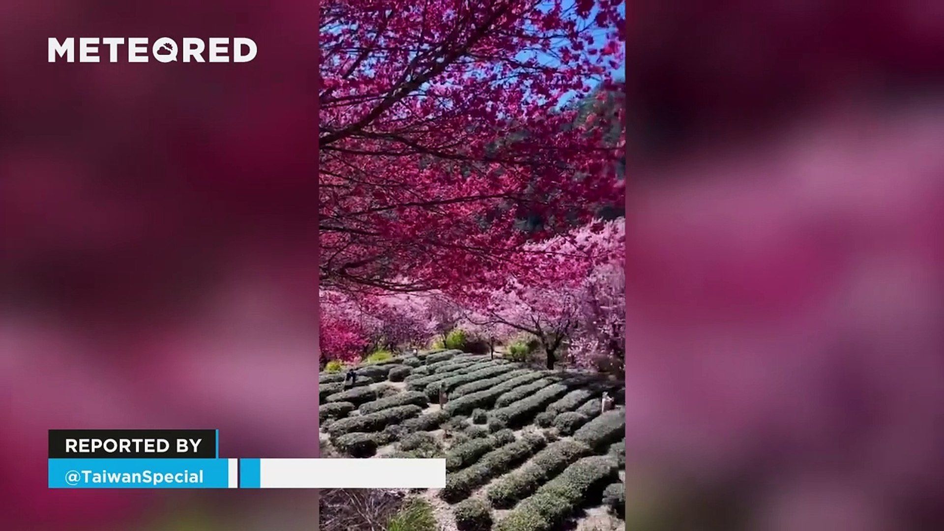 ¡Los colores de la primavera llegan a Taiwán! Así están los cerezos en flor en Taichung. Noticias en tiempo real