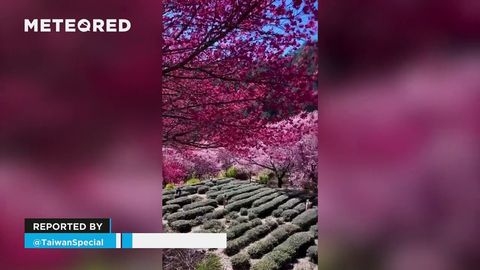 ¡Los colores de la primavera llegan a Taiwan! Así están los cerezos en flor en Taichung