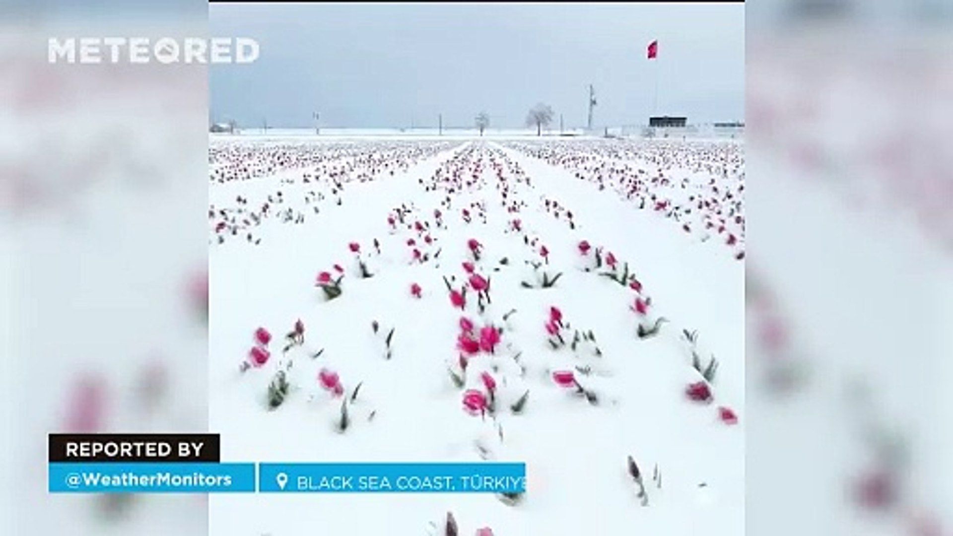 ¡Campos de tulipanes floreciendo bajo una intensa nevada! . Noticias en tiempo real