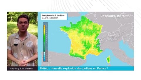 Météo : nouvelle explosion des pollens en France !