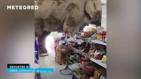 ¡Un elefante entra a una tienda en Khao Yai, Tailandia! Se llama Plai Biang Lek y es un visitante habitual del Parque Nacional