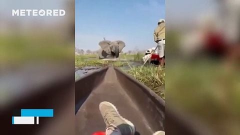 Un elefante ataca a varios turistas en el delta del Okavango, Botswana.