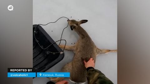 Rescatan a decenas de corzos en un lago helado en Karasuk, Rusia