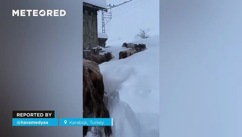 Varias vacas se abren paso entre una gran nevada en Karabük, Turquía