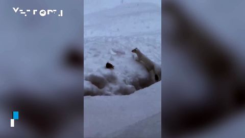 Avistan un visón americano en el río Levaya Shchapina en Kamchatka, Rusia